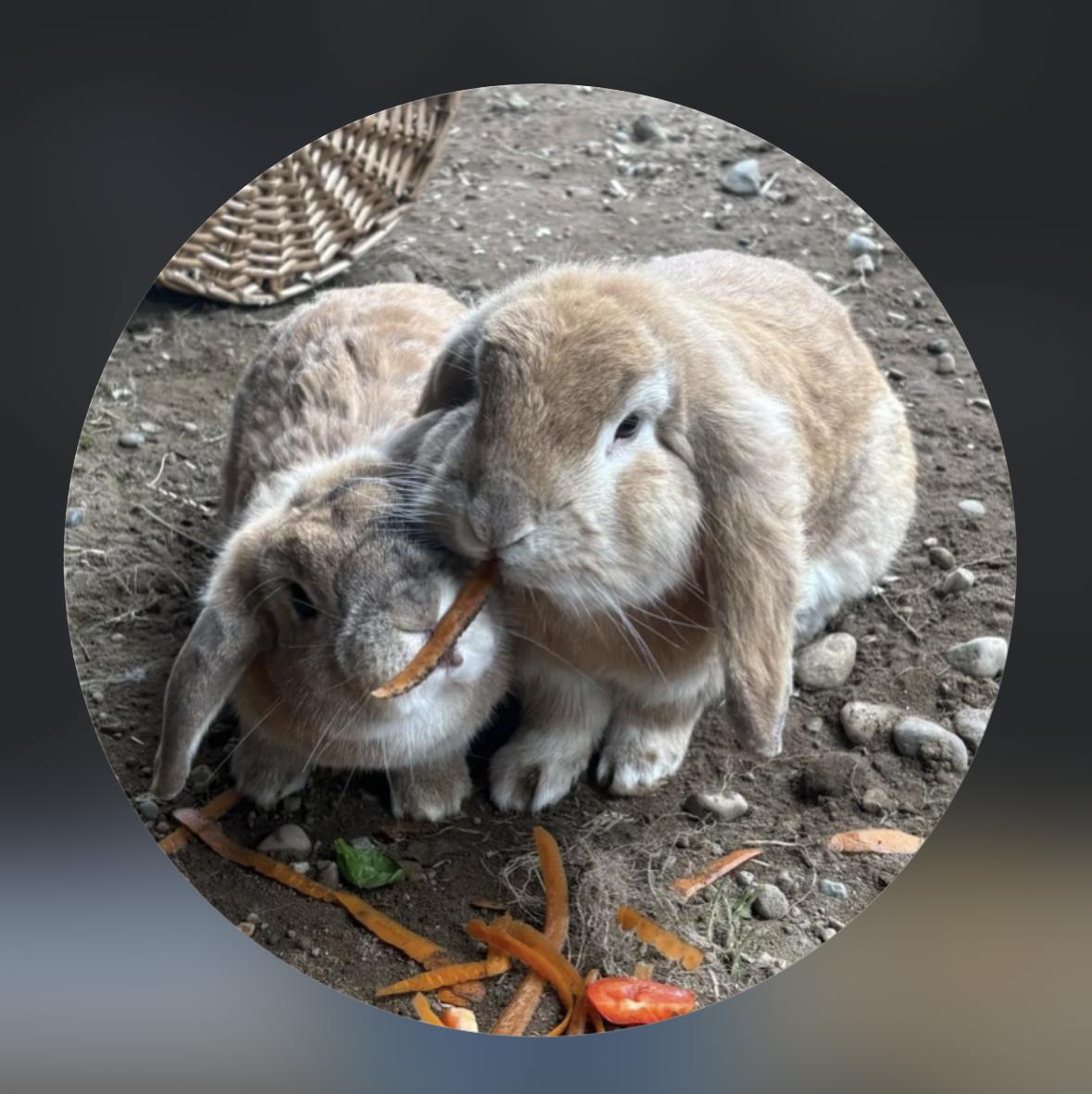 Sweet Pea & Cash, a ADOPTABLE Lop Eared in Gig Harbor, WA image 1/2