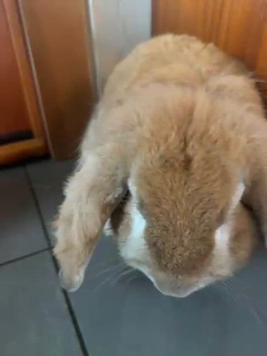 Enlarge Sweet Pea & Cash, a ADOPTABLE Lop Eared in Gig Harbor, WA video 2/2