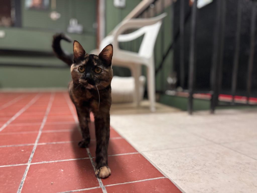 Willow, Adoptable, Young Female Domestic Short Hair.