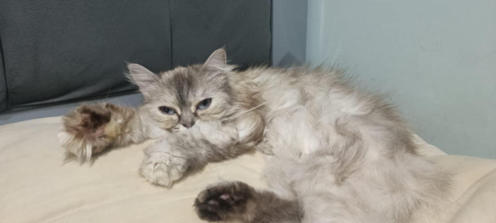 Bim, an adoptable Persian, Himalayan in Brampton, ON, L6P 2E9 | Photo Image 1