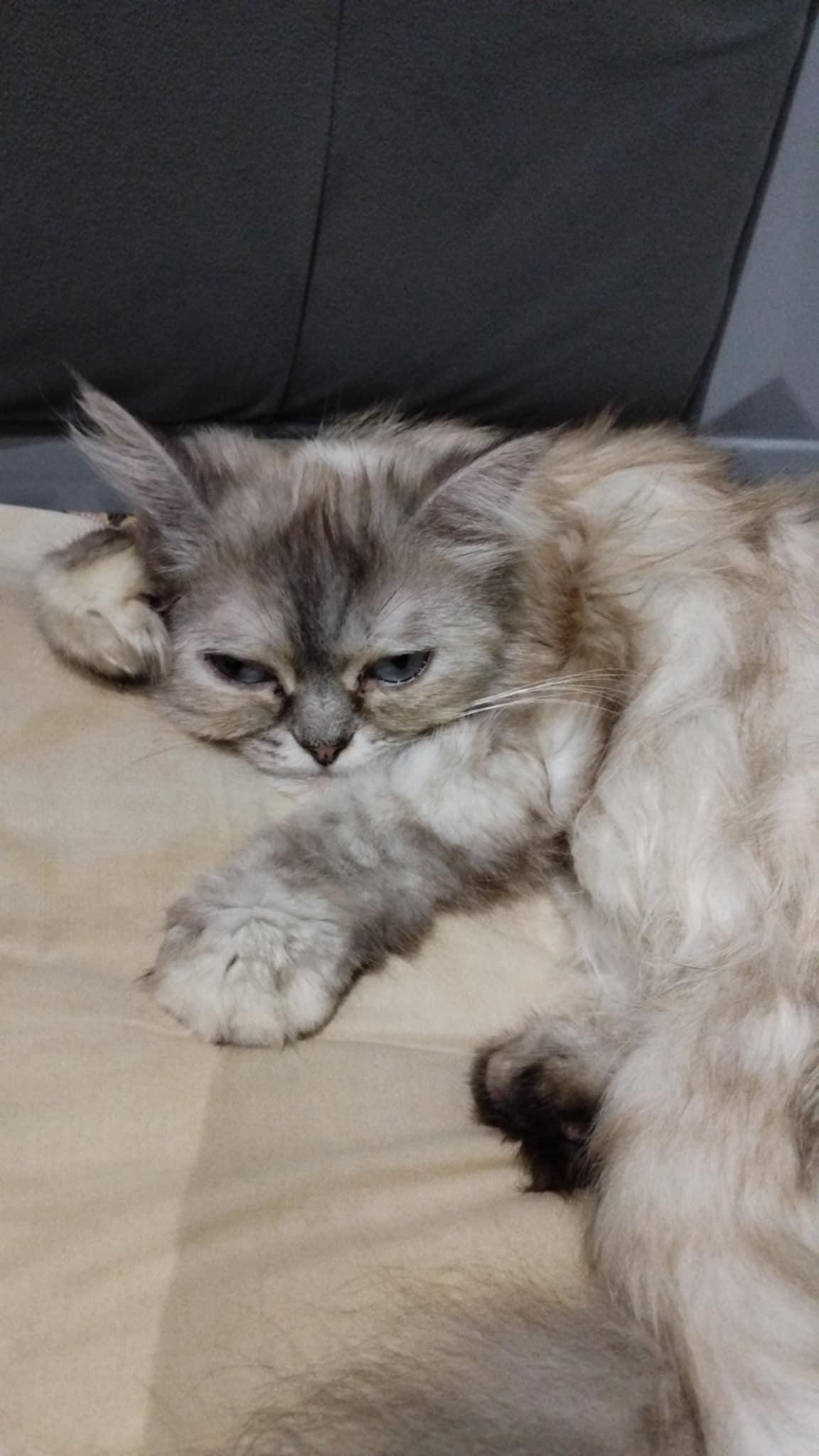 Bim, an adoptable Persian, Himalayan in Brampton, ON, L6P 2E9 | Photo Image 3