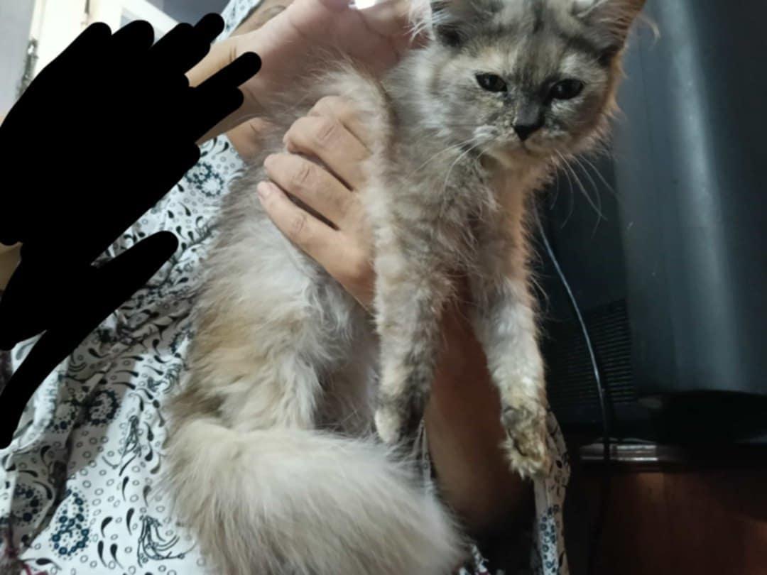 Bim, an adoptable Persian, Himalayan in Brampton, ON, L6P 2E9 | Photo Image 4