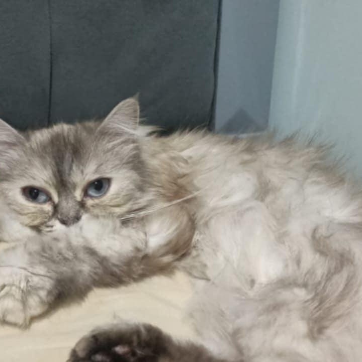 Bim, an adoptable Persian, Himalayan in Brampton, ON, L6P 2E9 | Photo Image 2