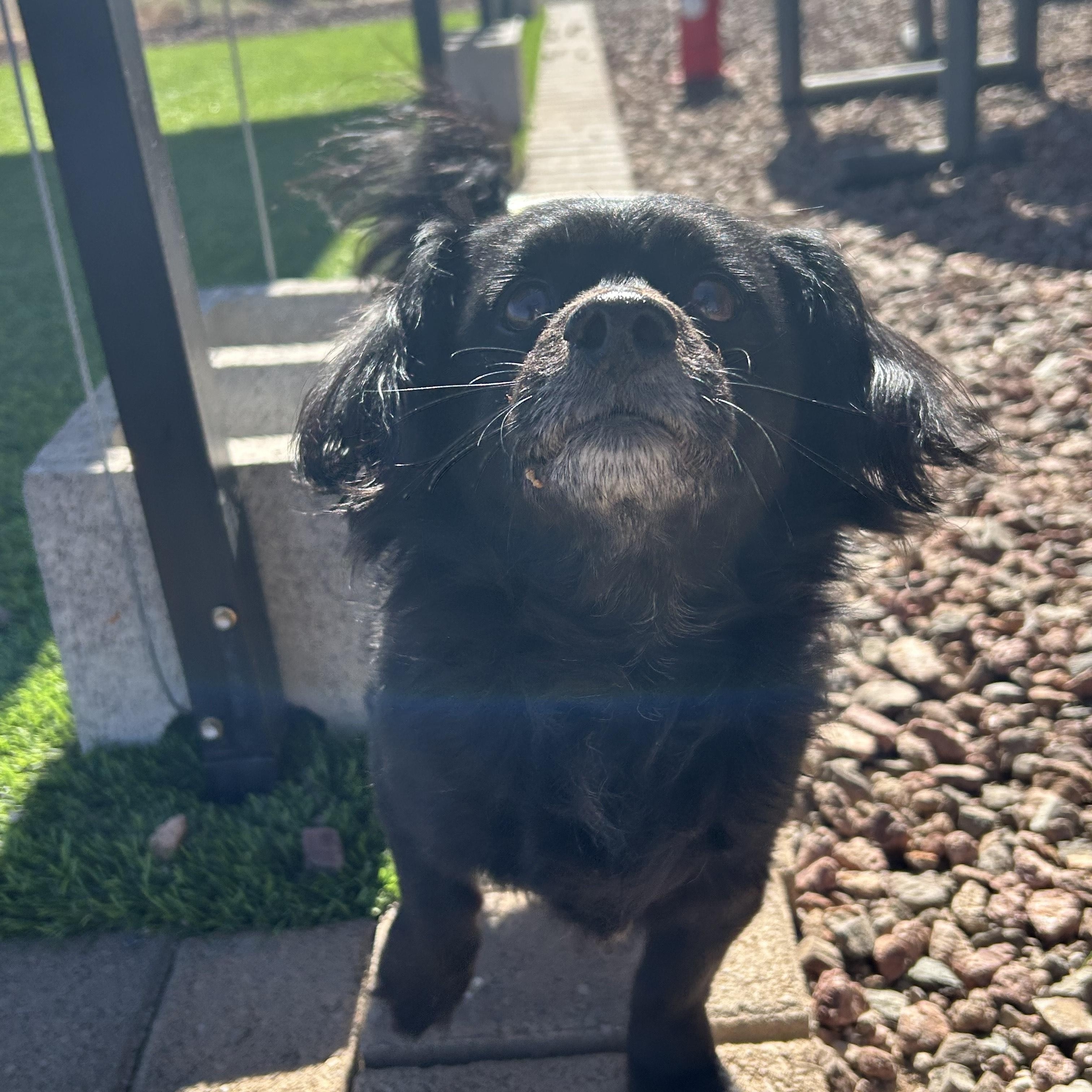 Enlarge VADER, a ADOPTABLE mixed breed in Washington, UT image 1/1