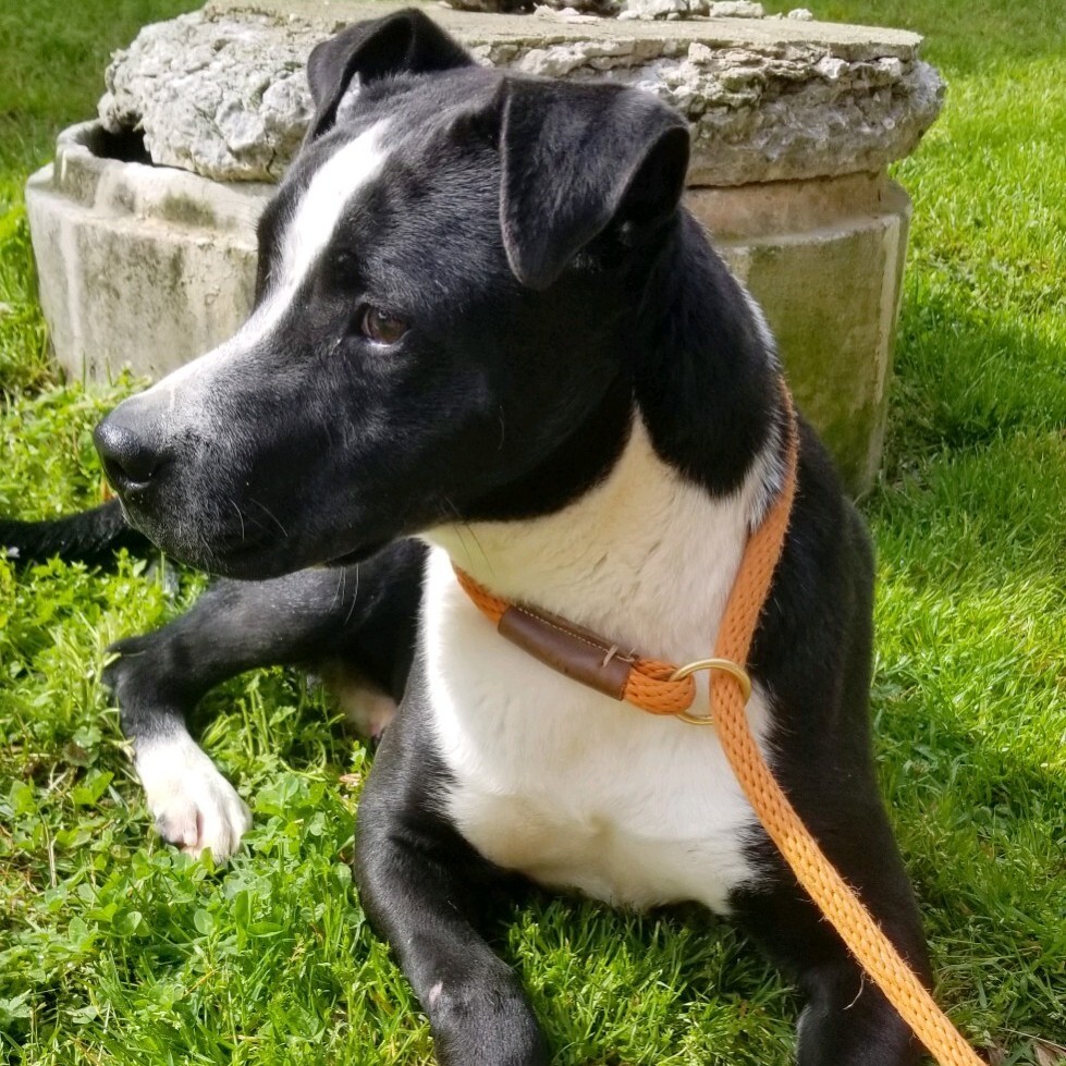 Oakley, Adoptable, Adult Male Australian Cattle Dog / Blue Heeler & Terrier.