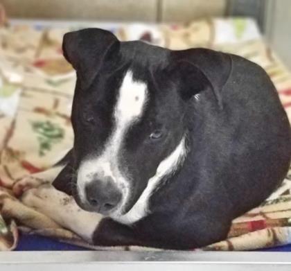 Oakley, a Adoptable mixed breed in Sautee Nacoochee, GA image 2/4