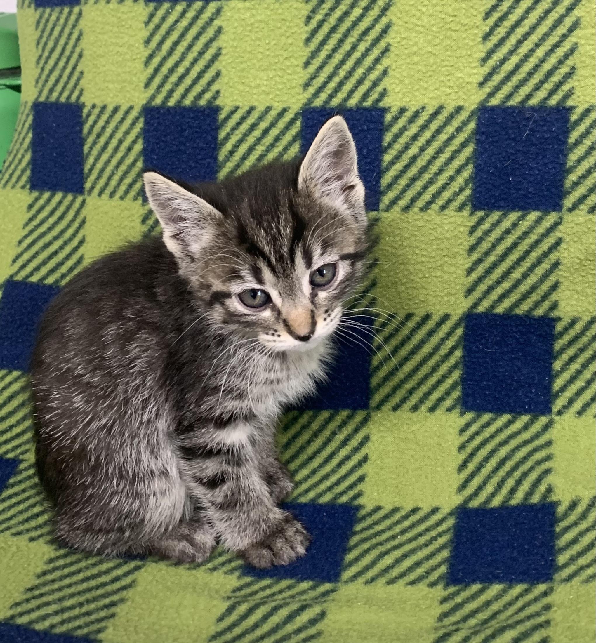 Lotus, Adoptable, Kitten Female Domestic Short Hair.