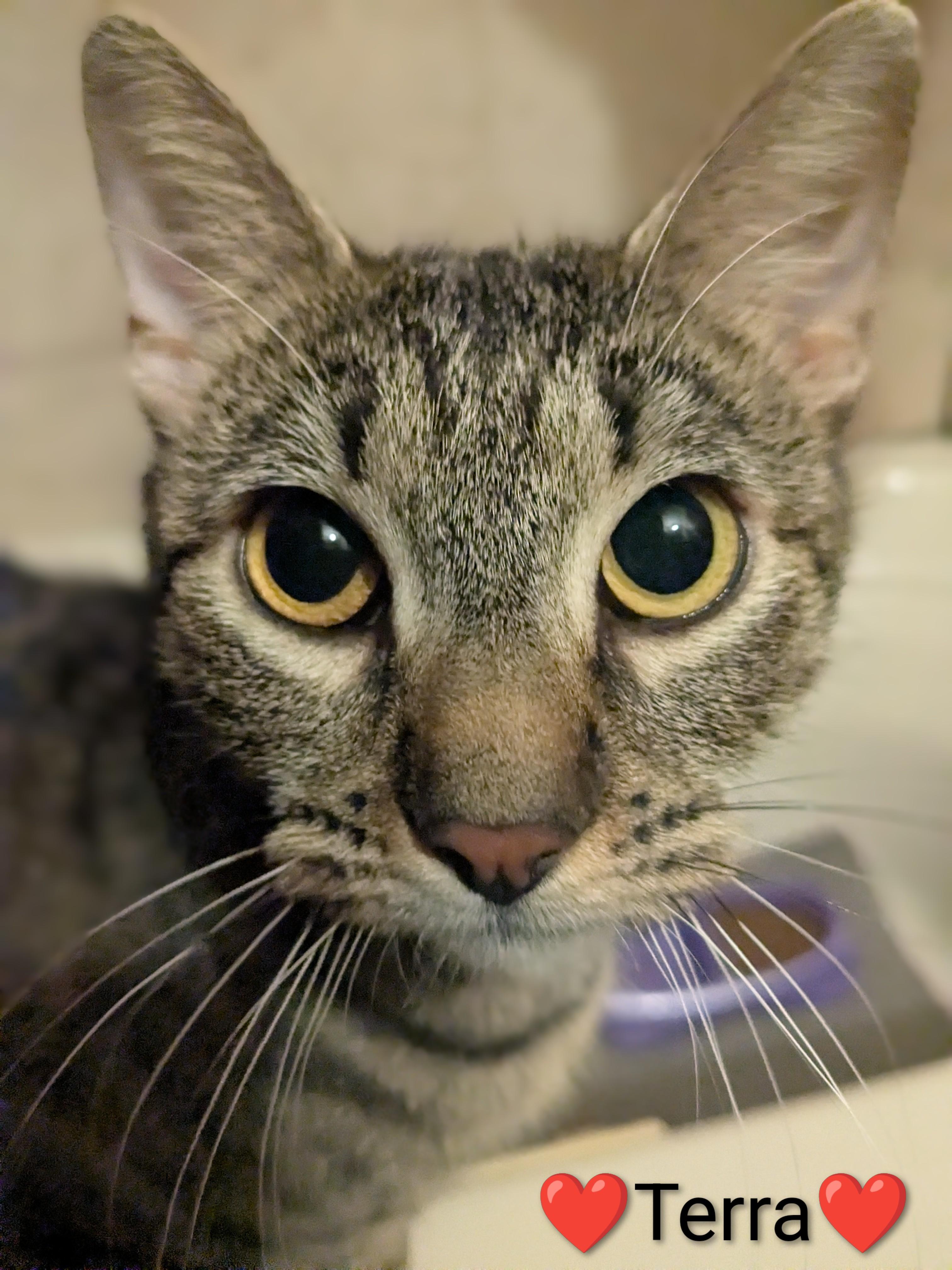 Enlarge Terra, a ADOPTABLE Domestic Short Hair in Woodbridge, VA image 1/1