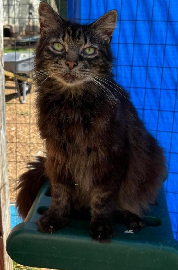 Fluffs, Adoptable, Adult Female Domestic Long Hair.