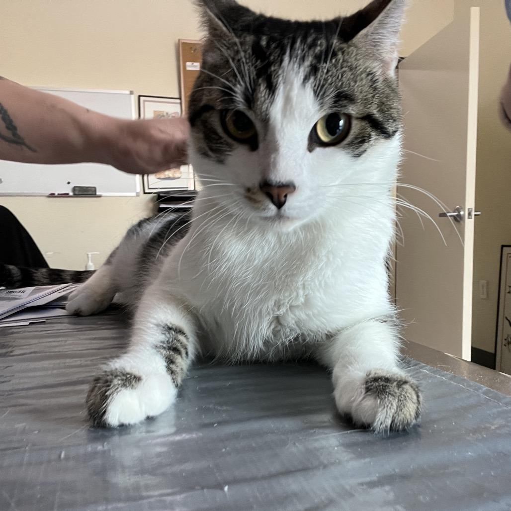 Ying, a Adoptable Domestic Short Hair in Lexington, KY image 1/2