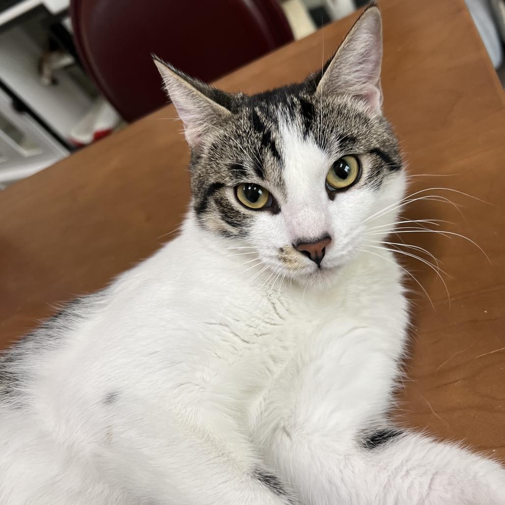 Ying, a Adoptable Domestic Short Hair in Lexington, KY image 2/2