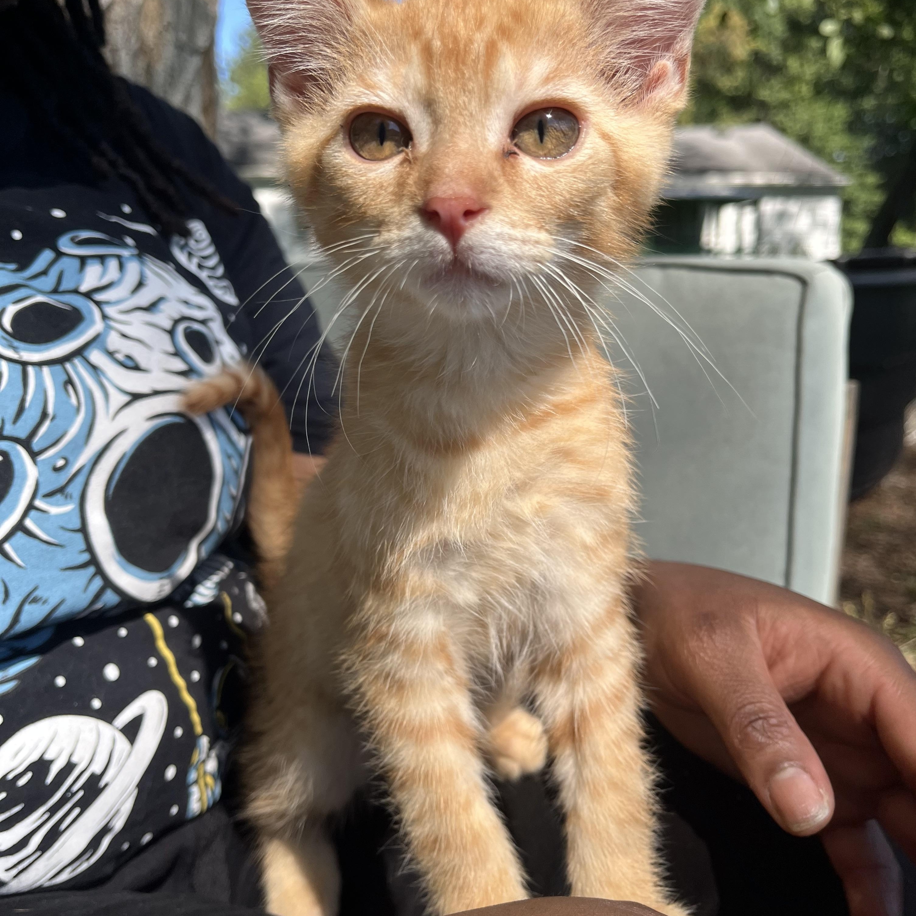 Copper, Adopted, Kitten Male American Shorthair.