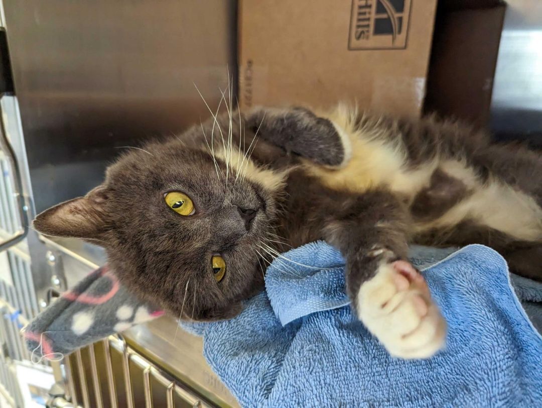 Nelson, Adopted, Adult Male Domestic Short Hair.