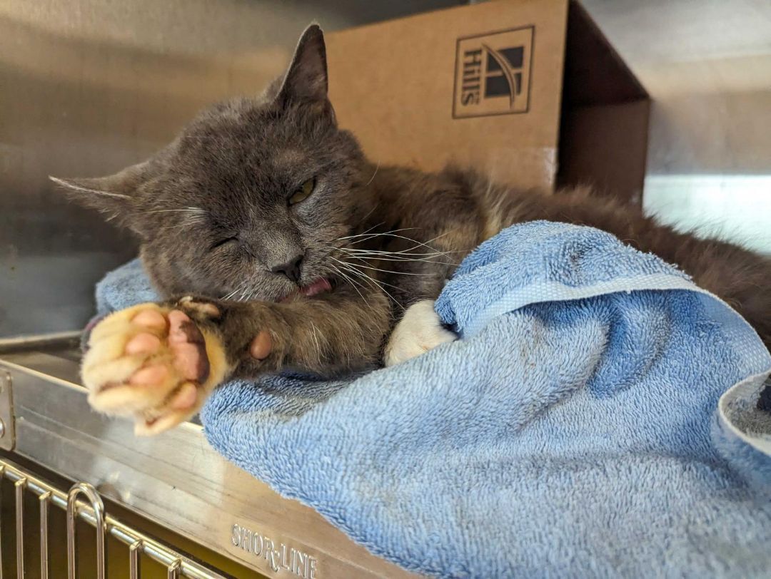 Enlarge Nelson, a Adopted Domestic Short Hair in Richmond, VA image 3/4