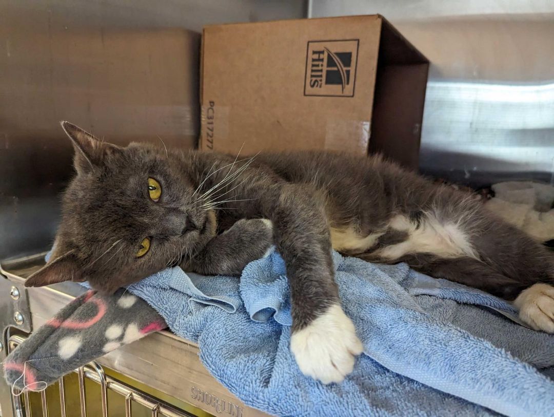 Enlarge Nelson, a Adopted Domestic Short Hair in Richmond, VA image 4/4