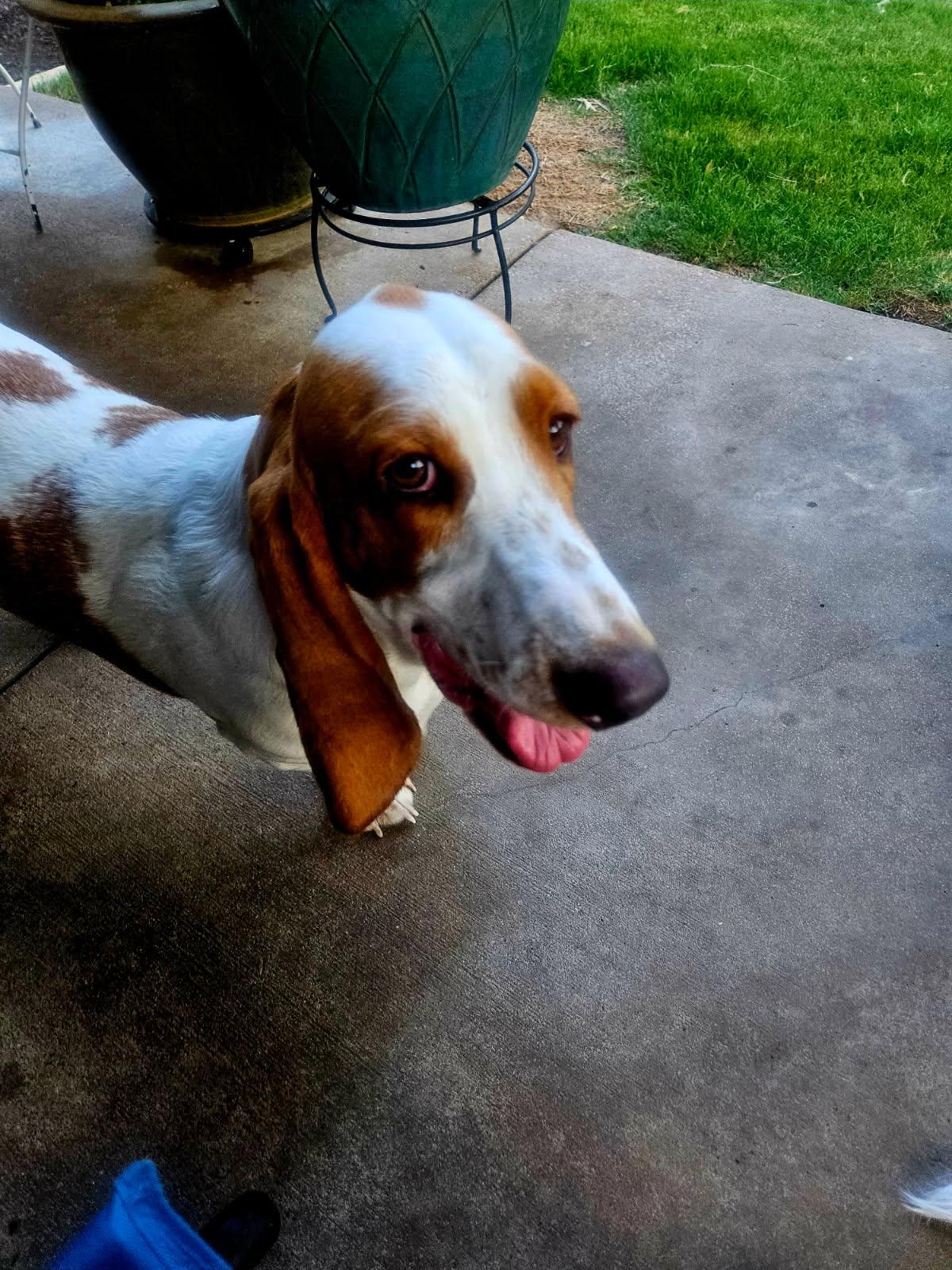 Henry, Adopted, Adult Male Basset Hound.