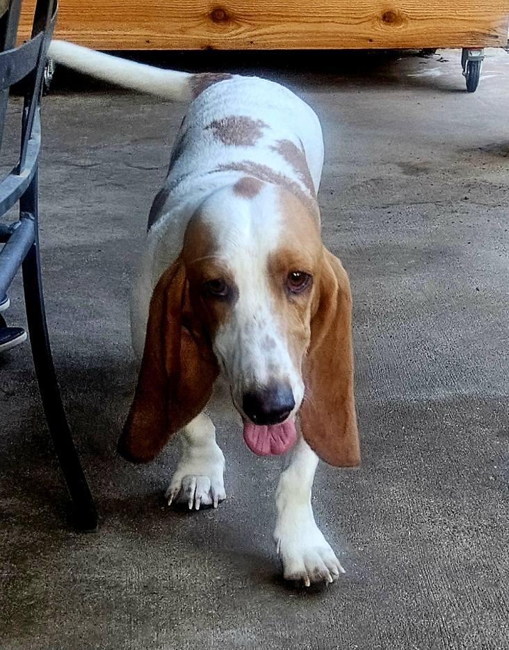 Enlarge Henry, a Adopted Basset Hound in Carrollton, TX image 2/2