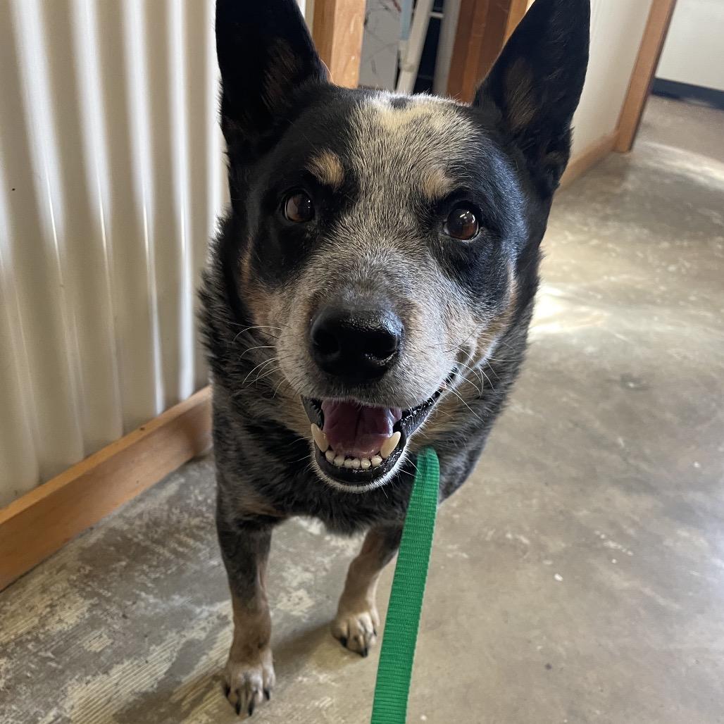 jake, a Adoptable Australian Cattle Dog / Blue Heeler in Stilwell, OK image 1/2