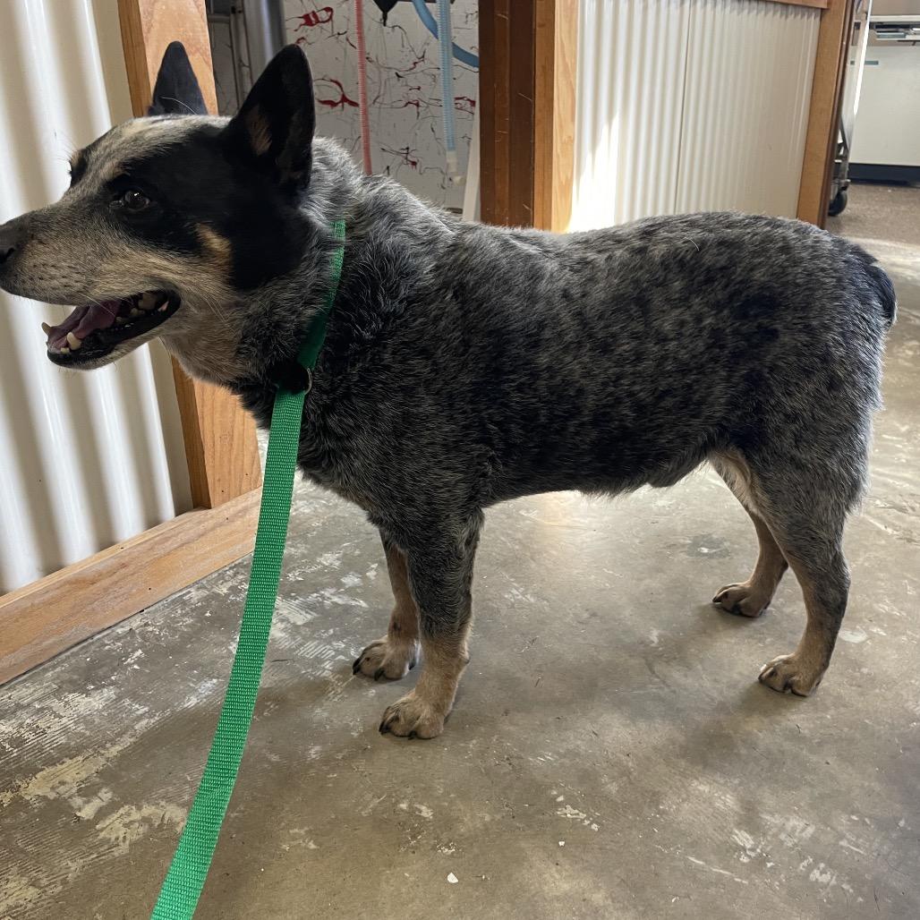 jake, a Adoptable Australian Cattle Dog / Blue Heeler in Stilwell, OK image 2/2