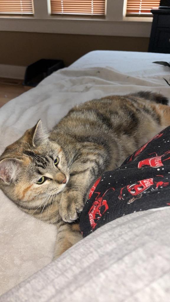 Priscilla, Adoptable, Young Female Domestic Short Hair.