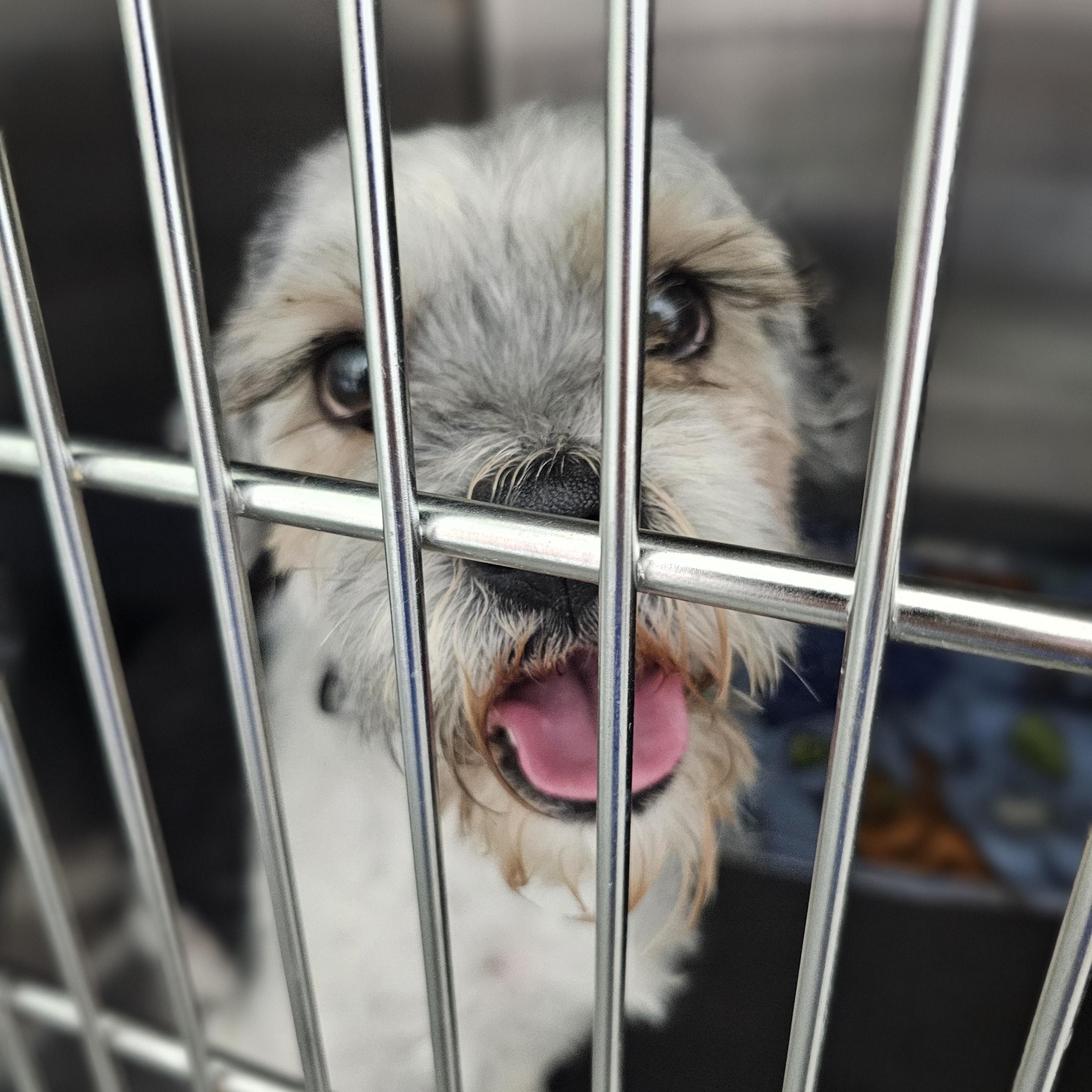 Luna, an adopted mixed breed in Minooka, IL image 2/2