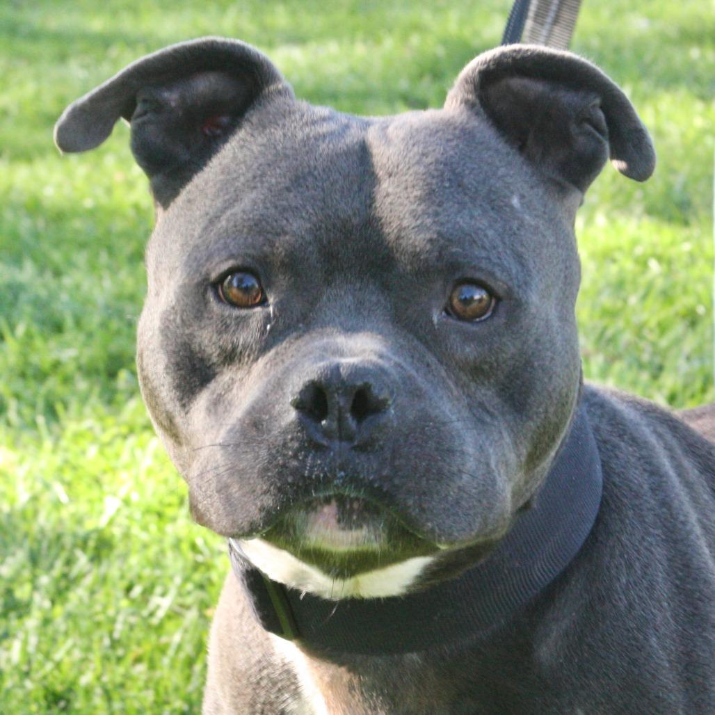 Ford, Adoptable, Adult Male Mixed Breed.