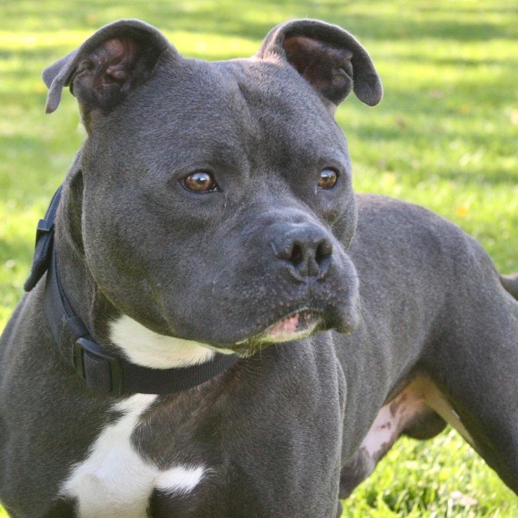 Enlarge Ford, a Adoptable Mixed Breed in Allentown, PA image 3/3