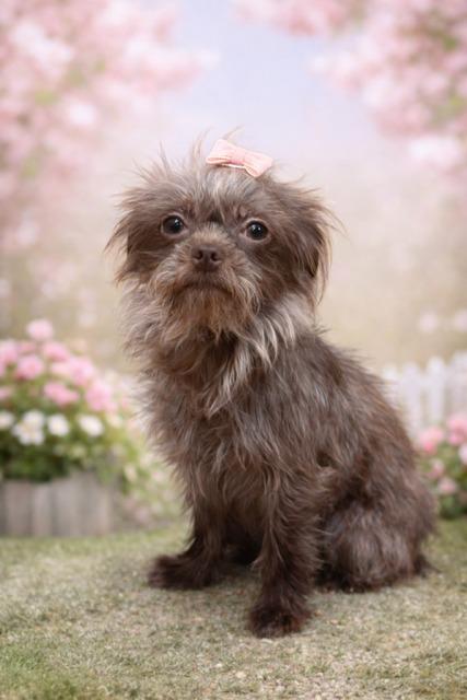 Coco Chanel, Adoptable, Adult Female Yorkshire Terrier.