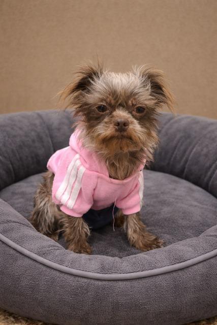 Enlarge Coco Chanel, a Adoptable mixed breed in Effingham, IL image 3/3