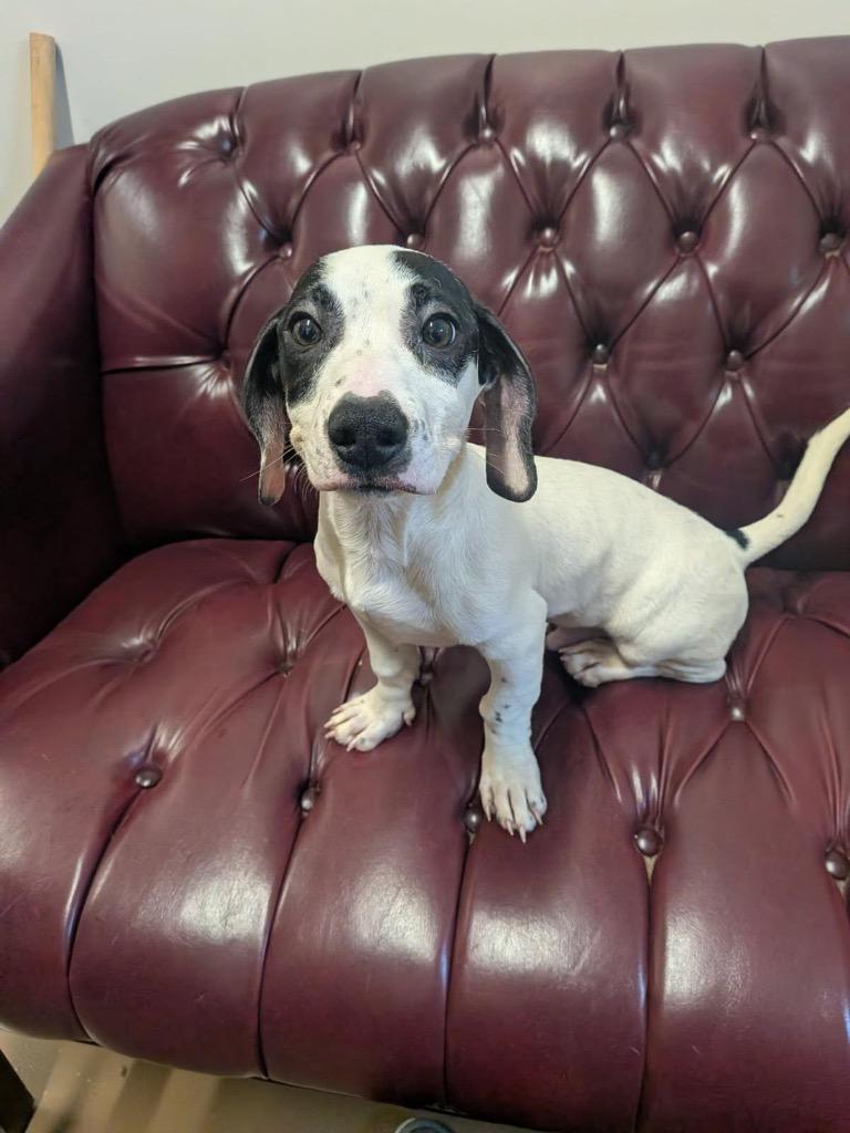 Waldo, Adoptable, Puppy Male Pit Bull Terrier & Chihuahua.