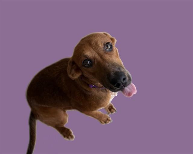 Enlarge WYNONNA, a Adoptable mixed breed in Sarasota, FL image 1/1