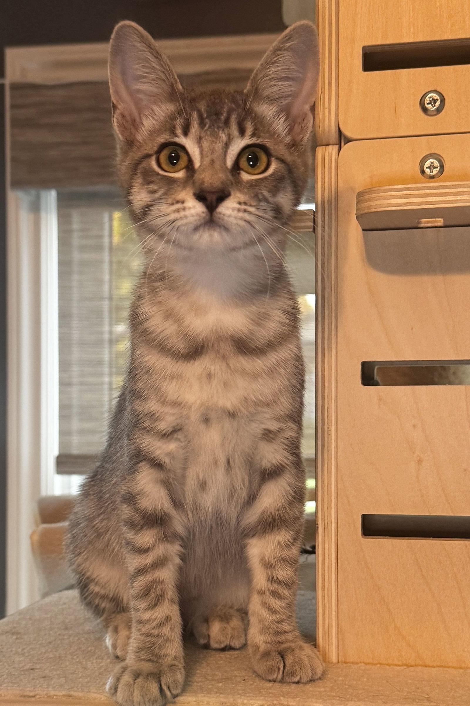 Violet, Adoptable, Young Female Domestic Short Hair.
