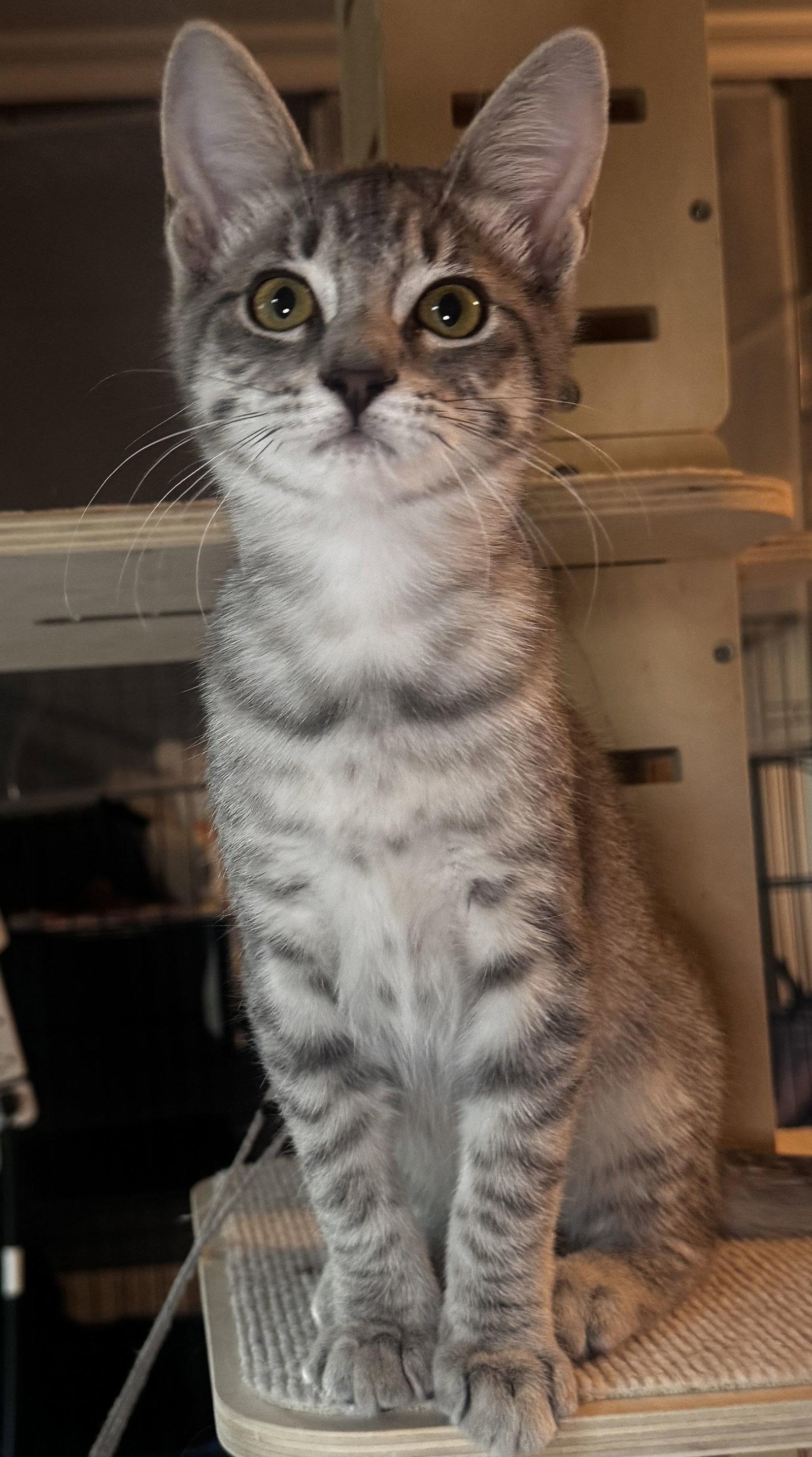 Violet, a Adoptable Domestic Short Hair in Seal Beach, CA image 2/2