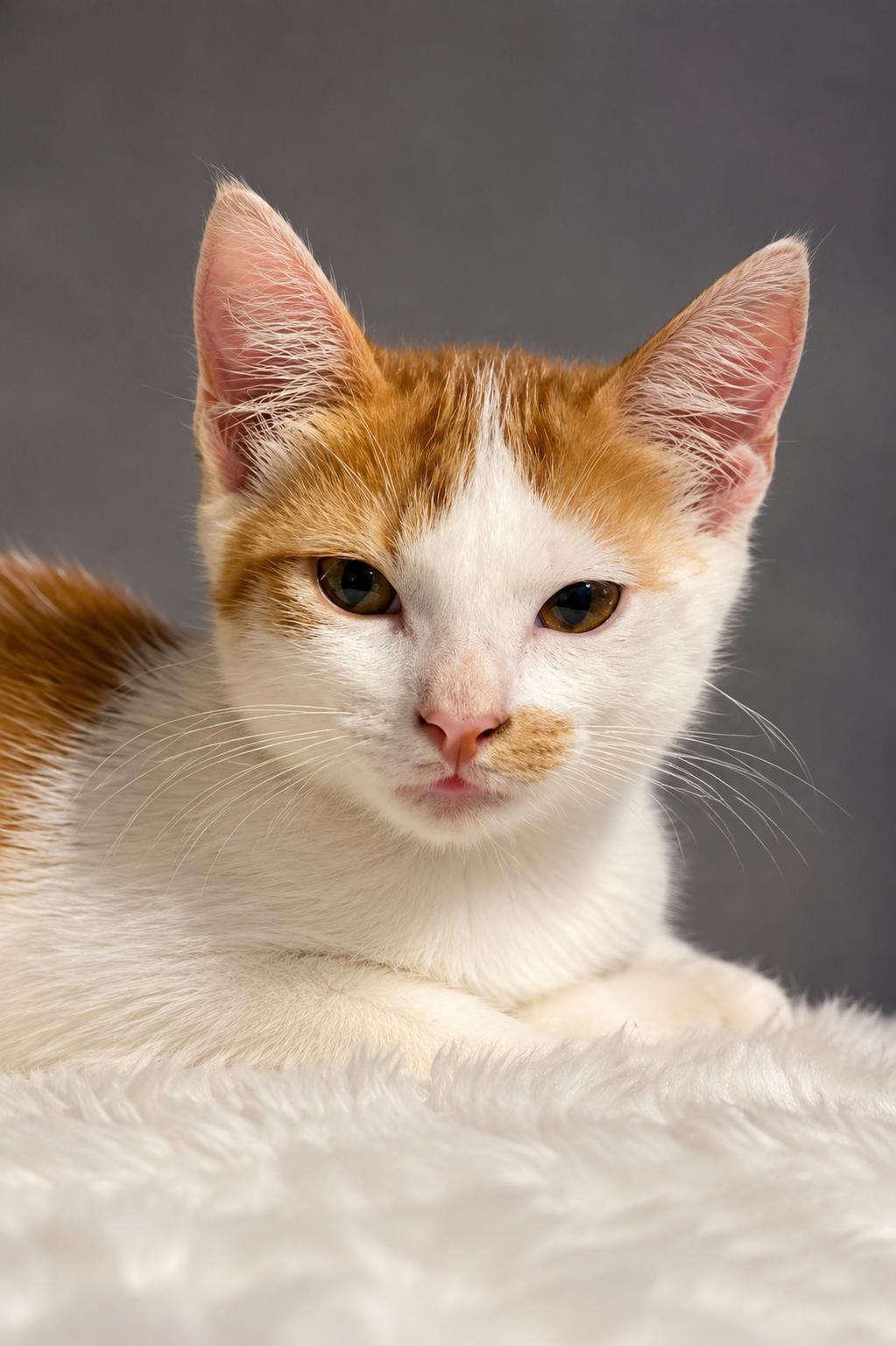 Enlarge Saffron, a ADOPTABLE Domestic Short Hair in Houston, TX image 2/2