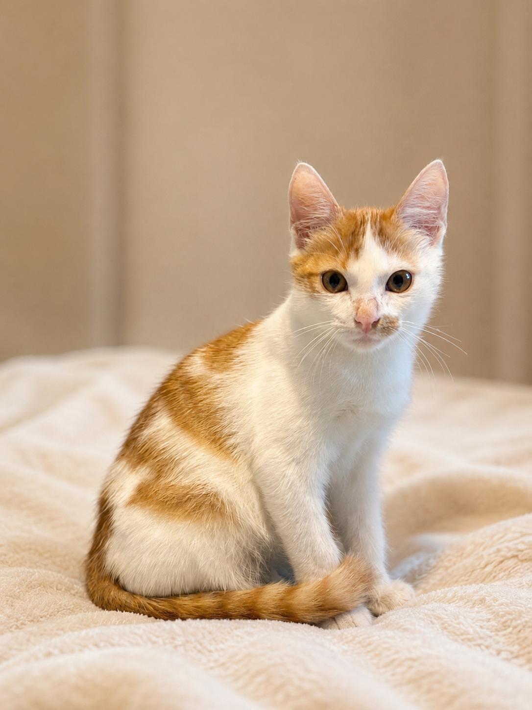 Enlarge Saffron, a ADOPTABLE Domestic Short Hair in Houston, TX image 1/2