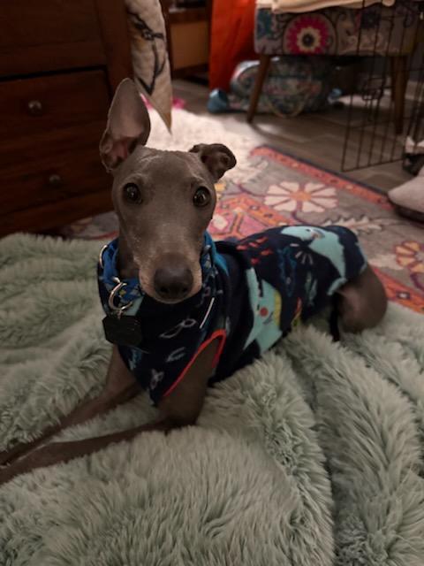 Ready, Adopted, Young Male Italian Greyhound.