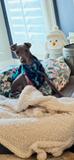 Enlarge Ready, a Adopted Italian Greyhound in Edgewater, MD image 2/6