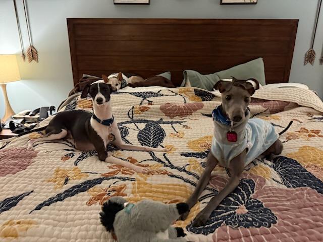 Enlarge Ready, a Adopted Italian Greyhound in Edgewater, MD image 3/6