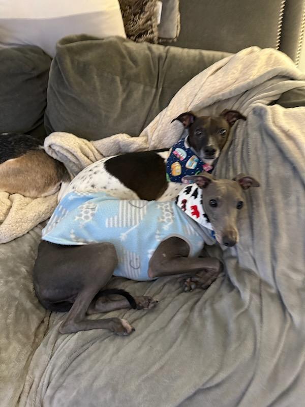 Enlarge Ready, a Adopted Italian Greyhound in Edgewater, MD image 4/6