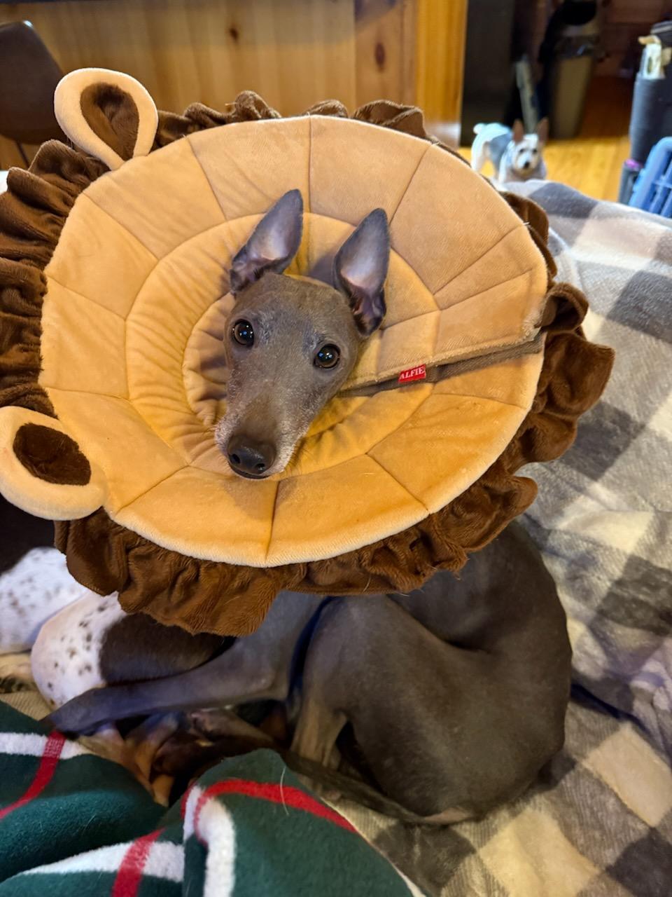 Enlarge Ready, a Adopted Italian Greyhound in Edgewater, MD image 5/6