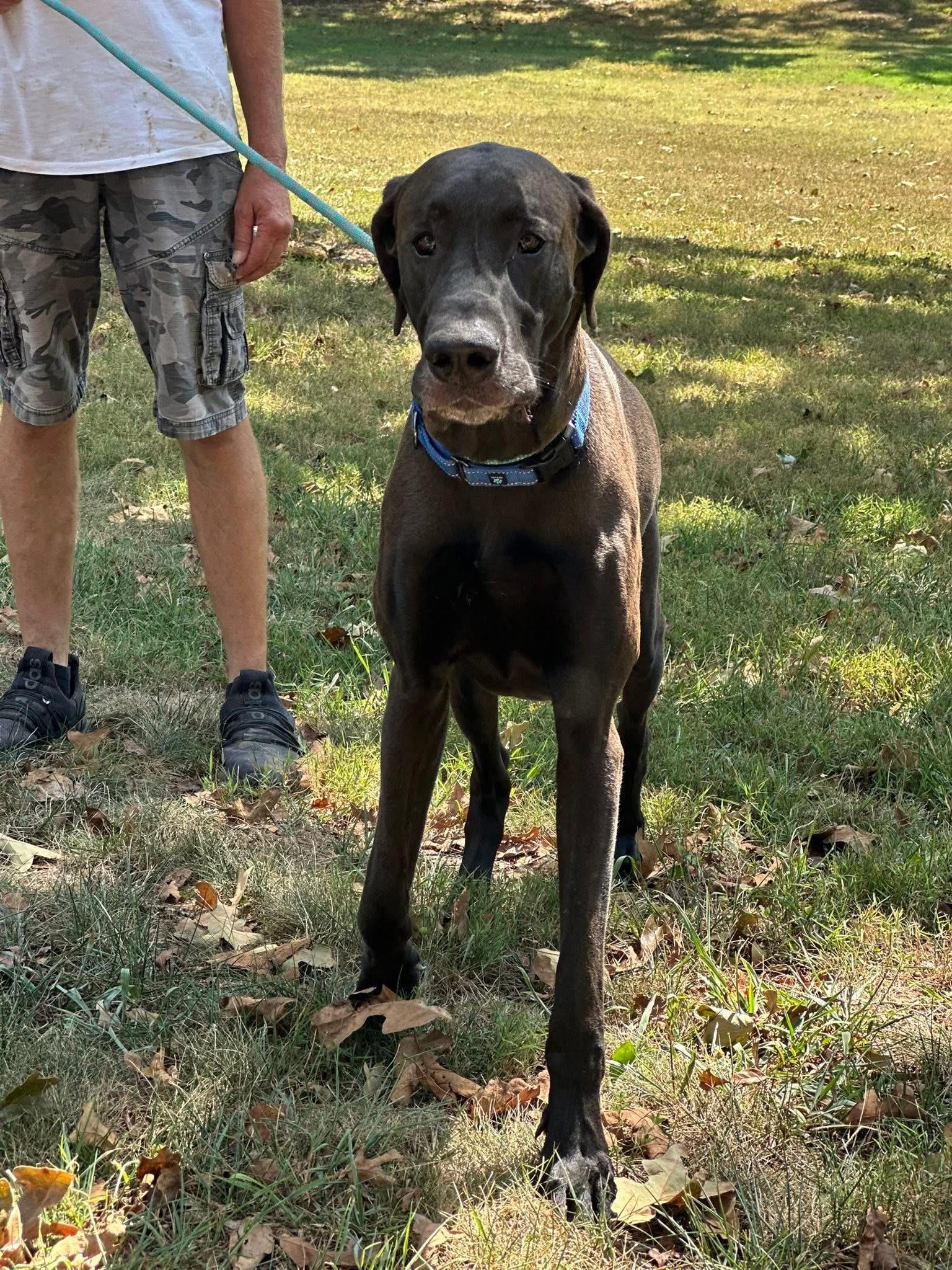 Chopper  was rubble, an adoptable Great Dane in Mount Juliet, TN, 37122 | Photo Image 1