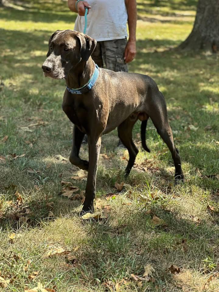 Chopper  was rubble, an adoptable Great Dane in Mount Juliet, TN, 37122 | Photo Image 2