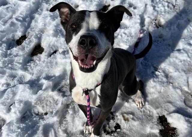 OREO, Adoptable, Adult Male Pit Bull Terrier & Mixed Breed.