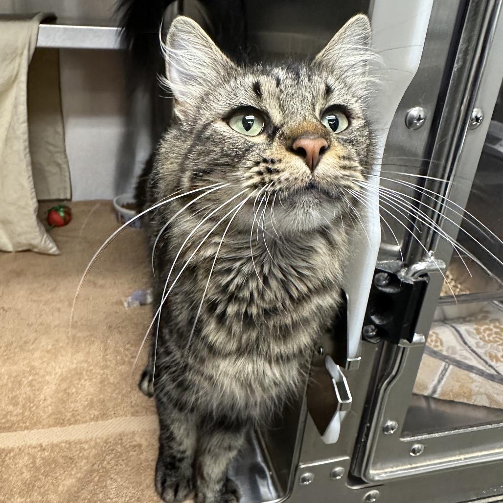 Enlarge Mystery, a Adoptable Domestic Medium Hair in Hailey, ID image 4/6