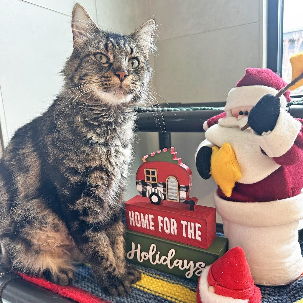 Enlarge Mystery, a Adoptable Domestic Medium Hair in Hailey, ID image 6/6