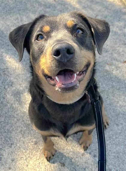 Riley — thumbnail 2