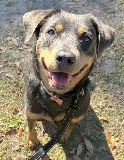 Riley — thumbnail 3