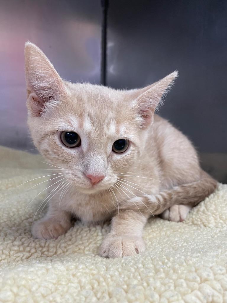 Sadie, Adoptable, Kitten Female Domestic Short Hair.
