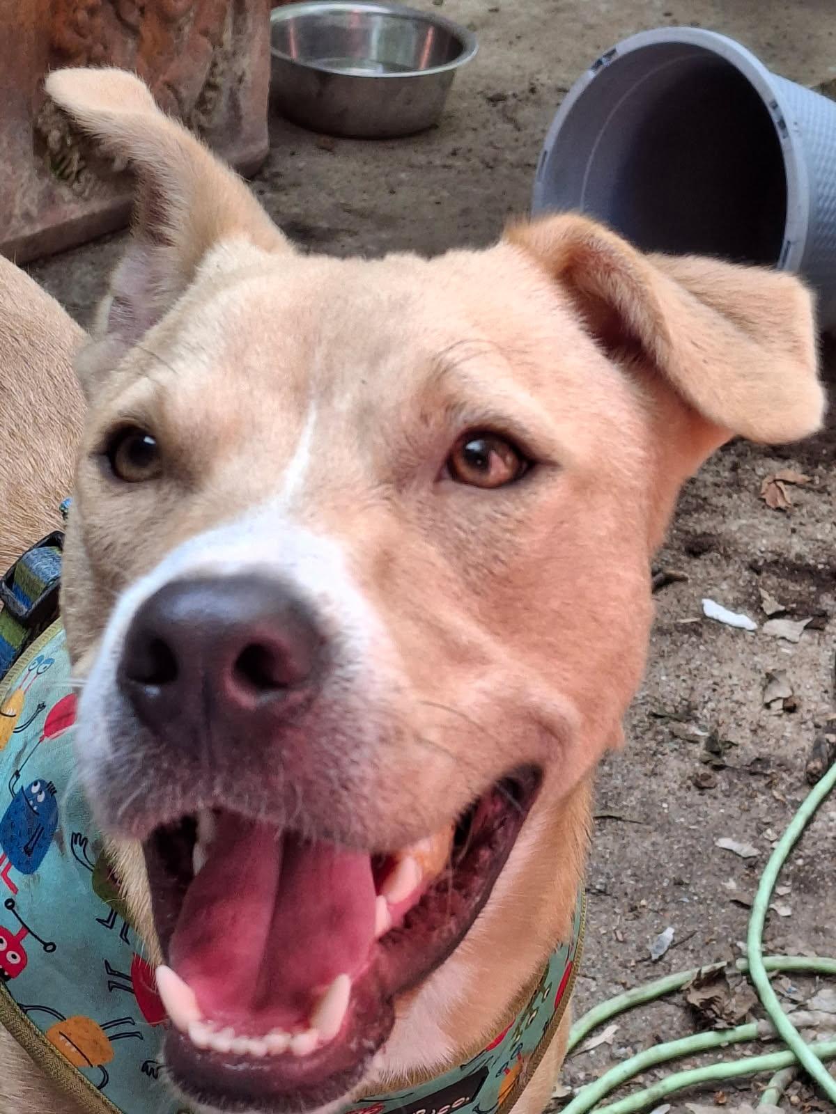 Connelly, Adoptable, Young Male Hound & Pit Bull Terrier.