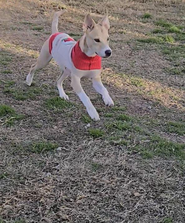 Enlarge Connelly, a Adoptable mixed breed in Plano, TX image 2/5